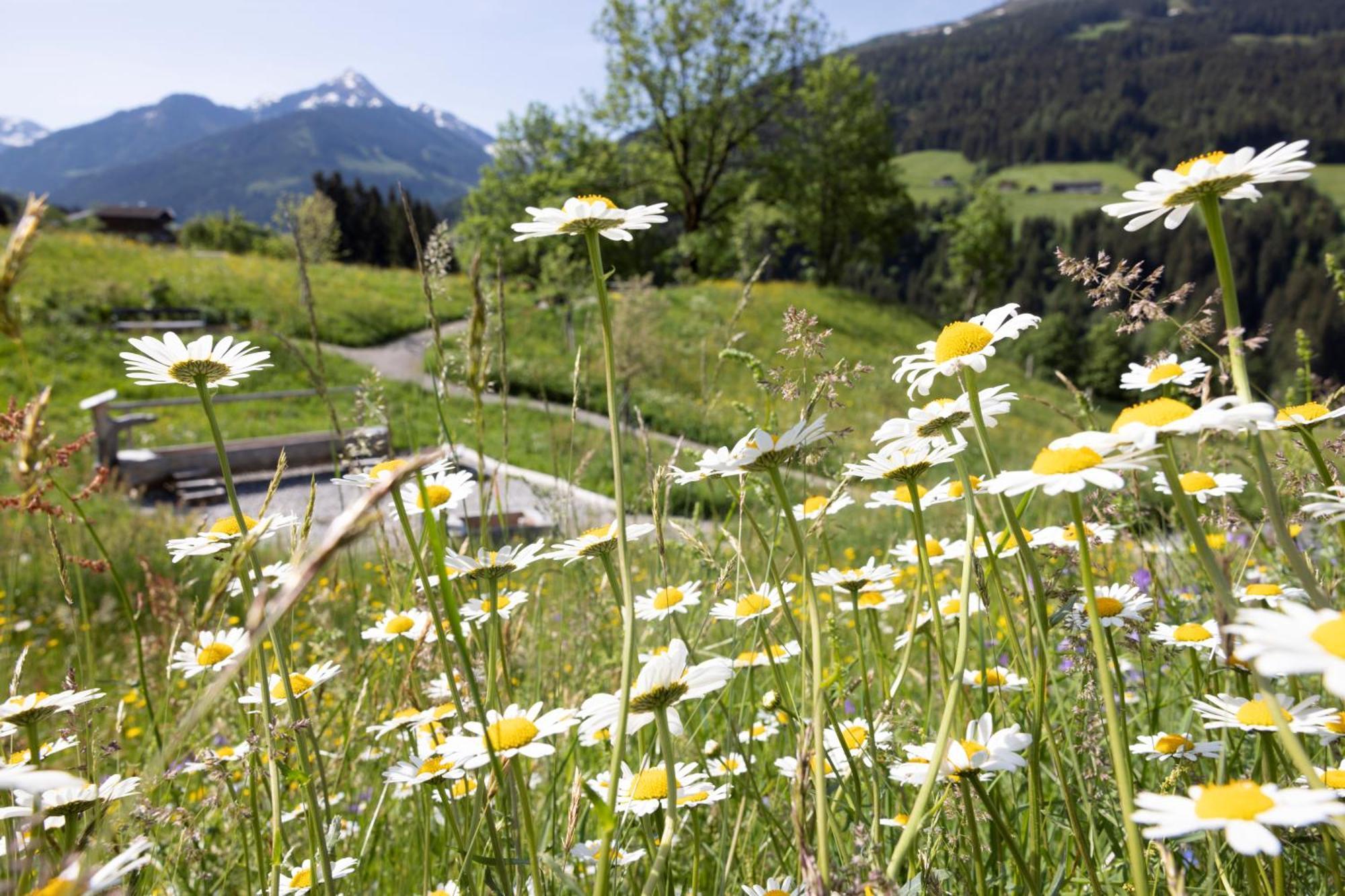 Alpbacherhof Mountain & Spa Resort Экстерьер фото